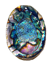 Load image into Gallery viewer, Abalone Shell 6”