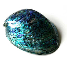 Load image into Gallery viewer, Abalone Shell 6”