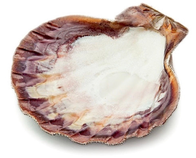 Lion Paw Shell